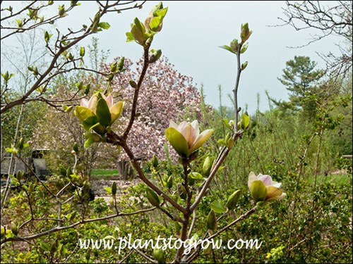 The large tree in the background is Saucer Magnolia.